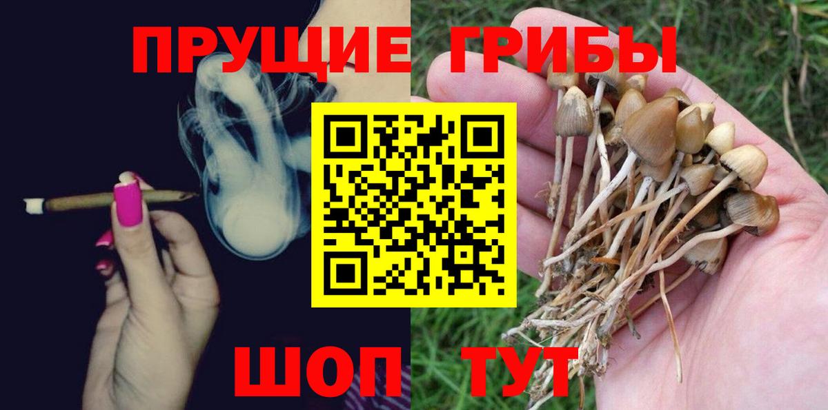 Галлюциногенные грибы Psilocybe Новочеркасск